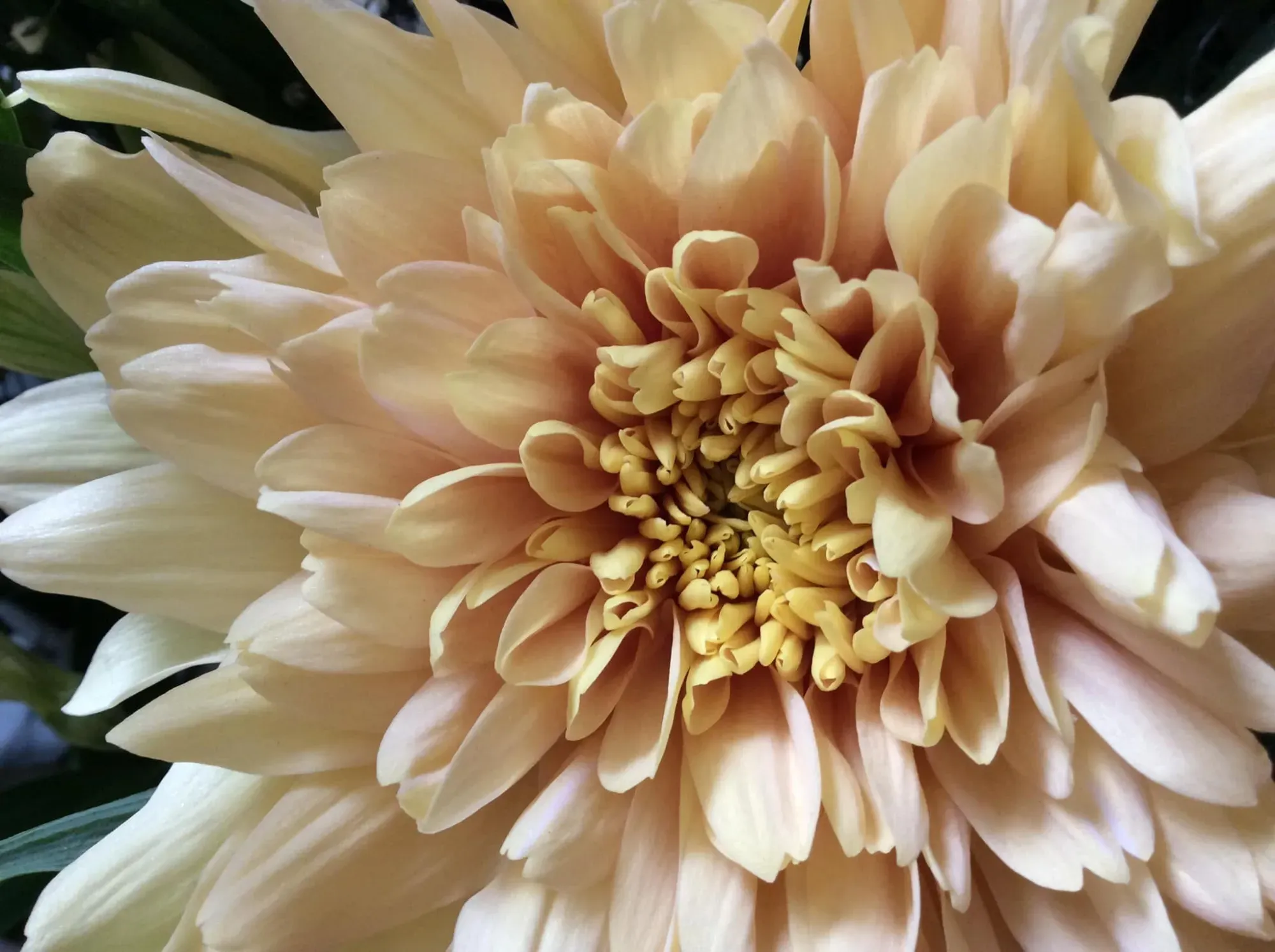un vent de fleurs (24)