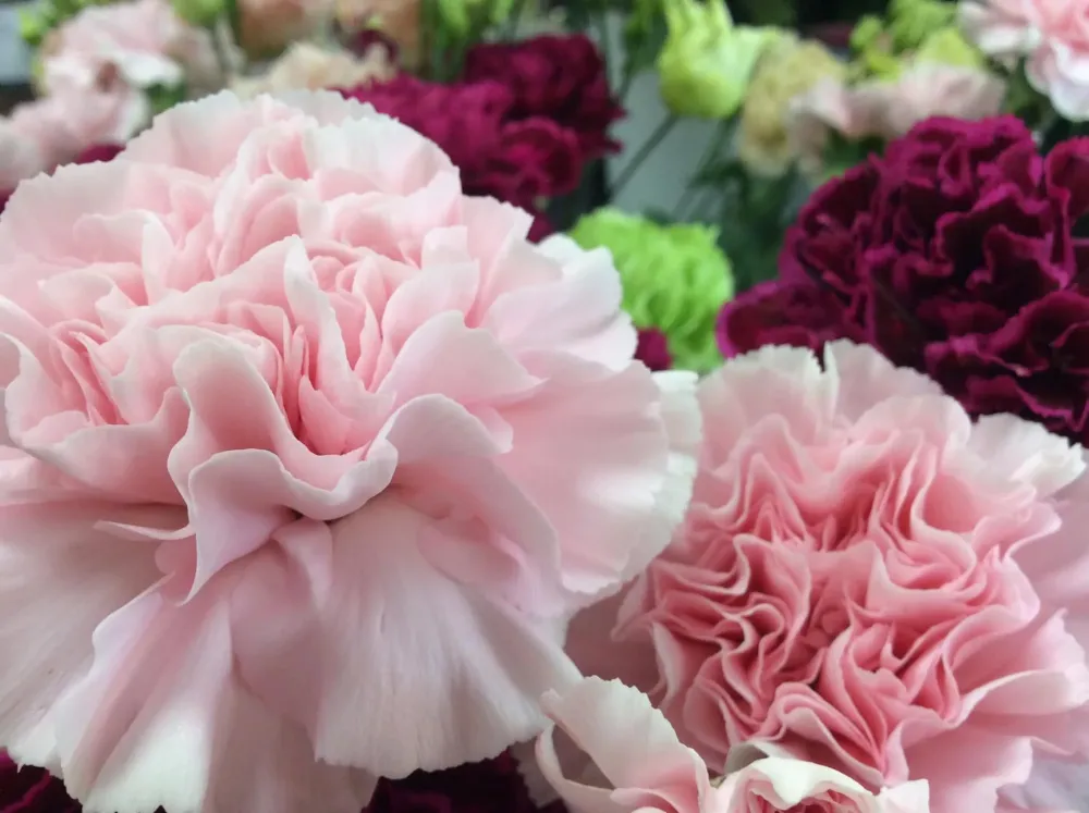 un vent de fleurs (7)