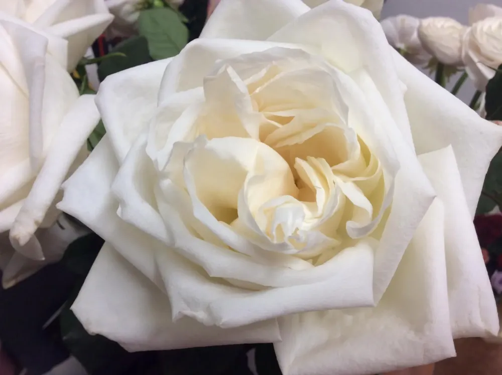 un vent de fleurs (90)
