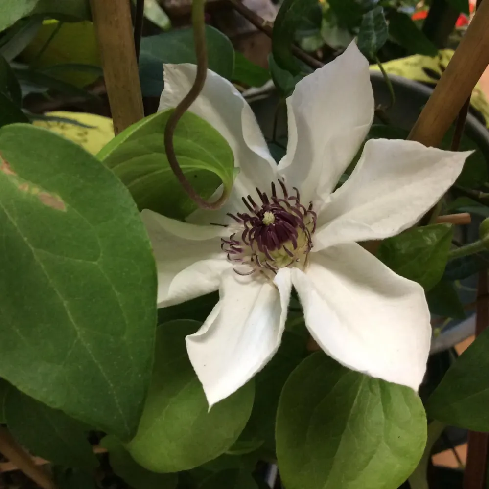 un vent de fleurs (47)